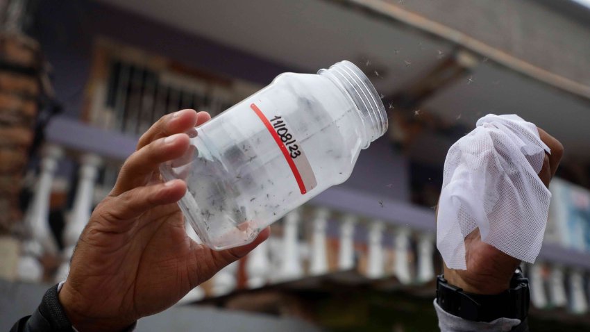 A Doctors Without Borders’ worker releases laboratory-bred mosquitoes infected with bacteria that interrupt the transmission of dengue, in Tegucigalpa, Honduras, Thursday, Aug. 24, 2023.