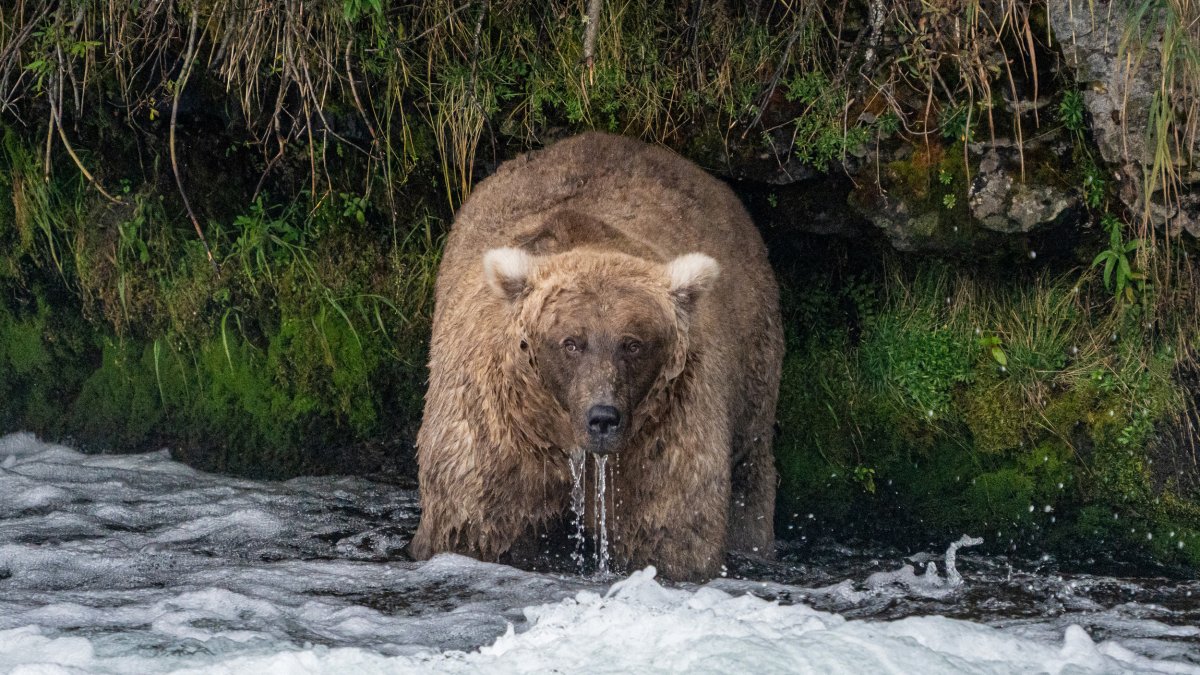 Single mother 'thicker than a bowl of oatmeal' wins Alaska's Fat Bear Week  – NBC4 Washington - Vimarsana News