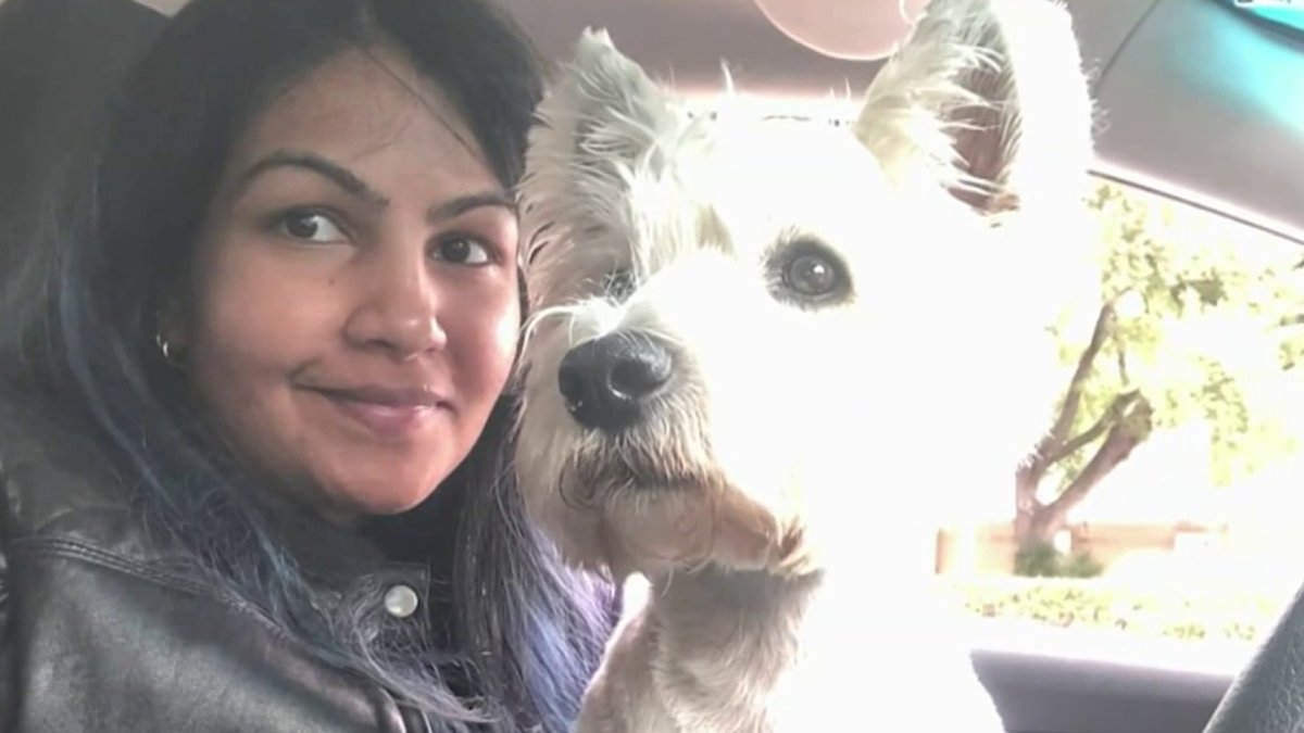 Dog found safe after being taken at gunpoint in Fort Totten as owner