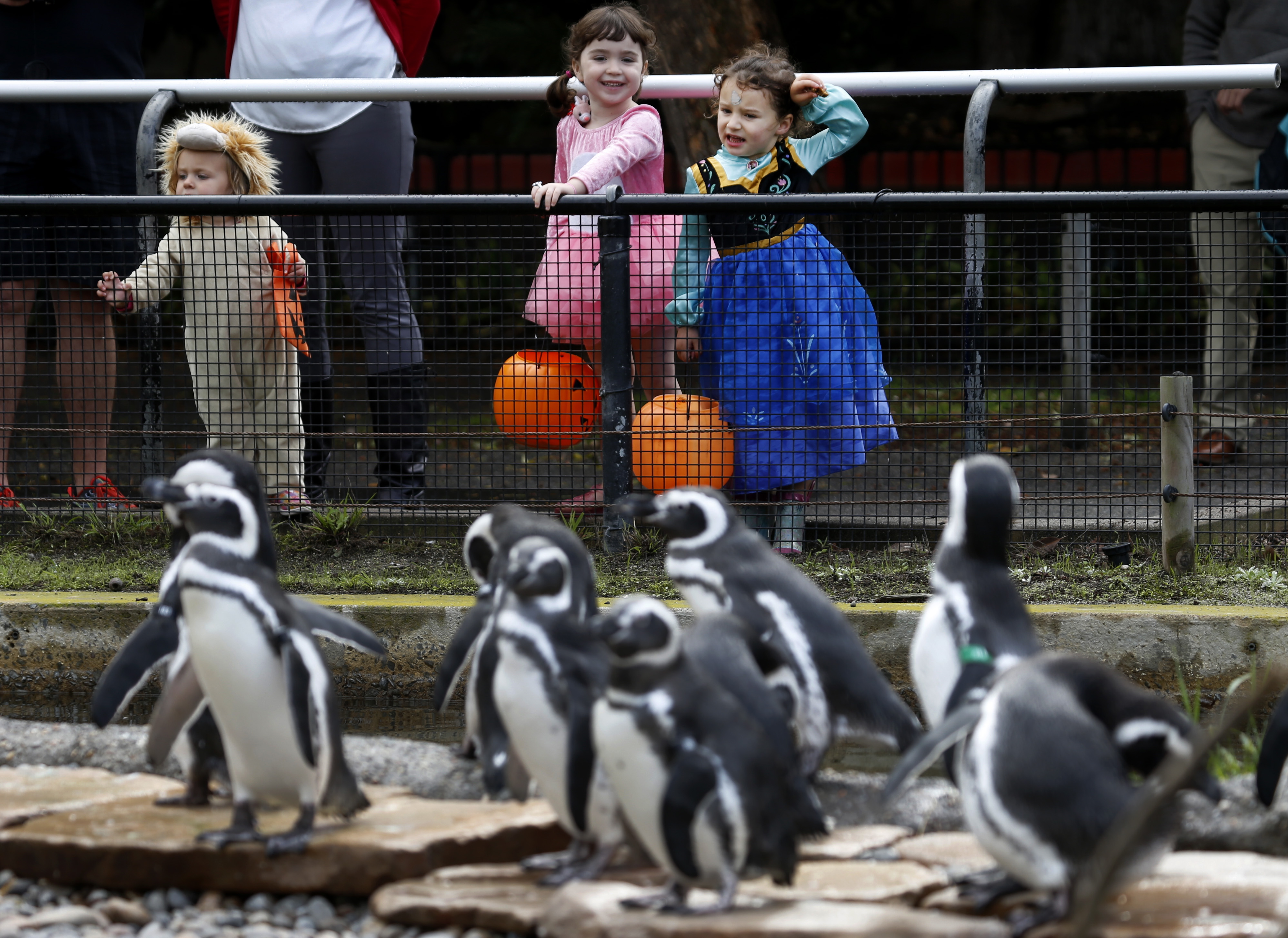 Halloween programs at zoos and botanical gardens are a hit, and an opportunity – NBC4 Washington - Vimarsana News