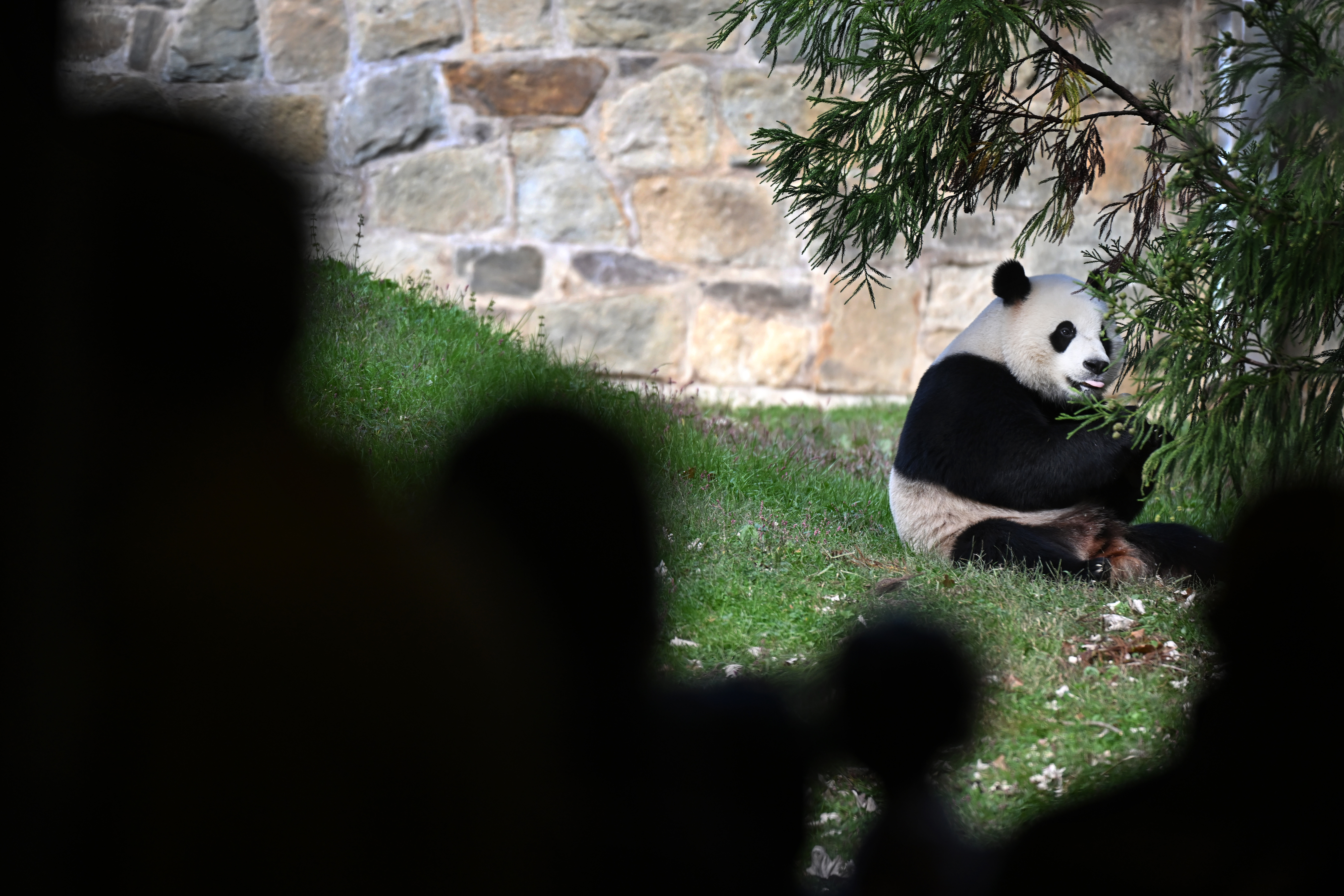Why are the pandas at the National Zoo going back to China? – NBC4  Washington
