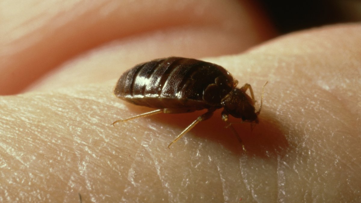 Concern for bedbugs rise in France ahead of 2024 Summer Olympics – NBC4 Washington - Vimarsana News