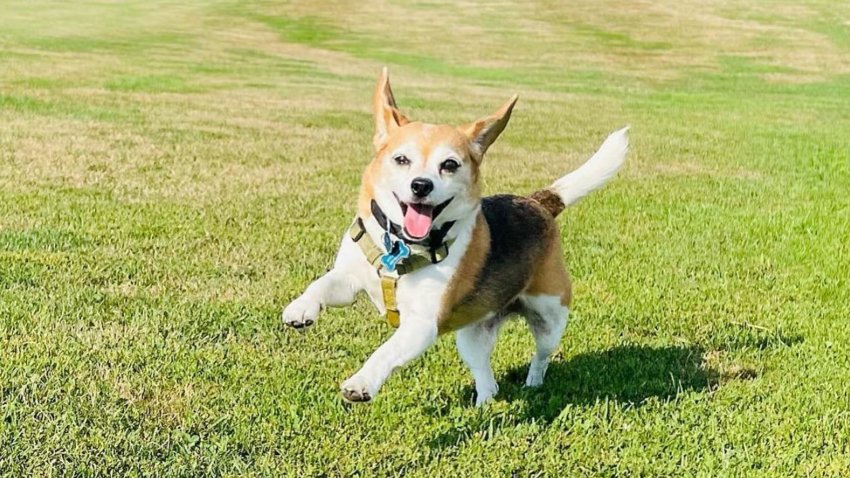 America’s Happiest Hound, Hershey from Fort Worth.