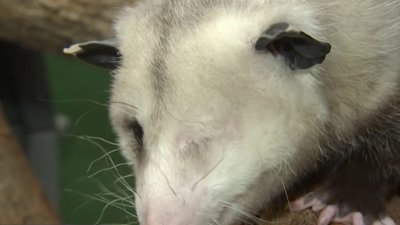 DC's next animal obsession: Basil the opossum is the champ