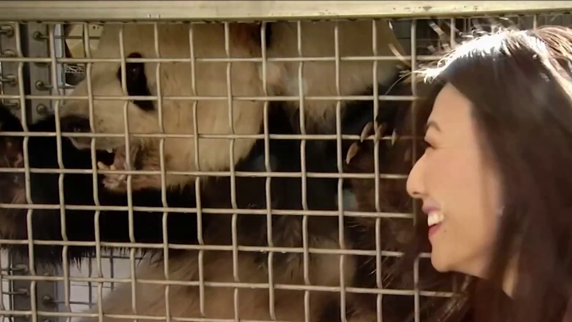 Why are the pandas at the National Zoo going back to China? – NBC4
