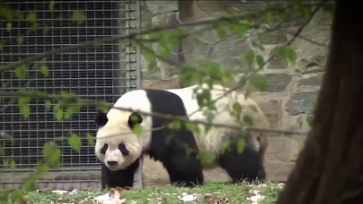 pandas at the china zoo