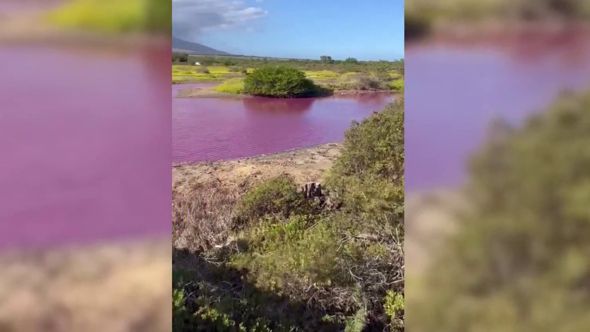 Drought blamed as Maui pond turns bright pink, Hawaii