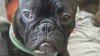 Northern Virginia ‘Queen' is latest French bulldog stolen in DC area