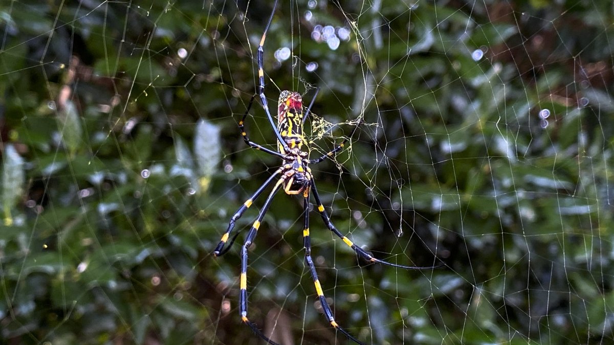 Giant, parachuting Joro spiders spreading rapidly in US: Study – NBC4  Washington