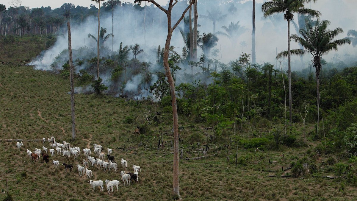 How a Utah-based beef distributor fuels amazon deforestation – NBC4 Washington - Vimarsana News
