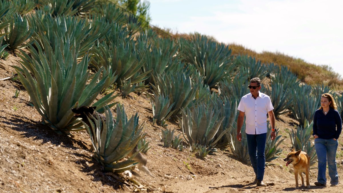 Californians farm agave to weather drought and groundwater limits – NBC4 Washington - Vimarsana News