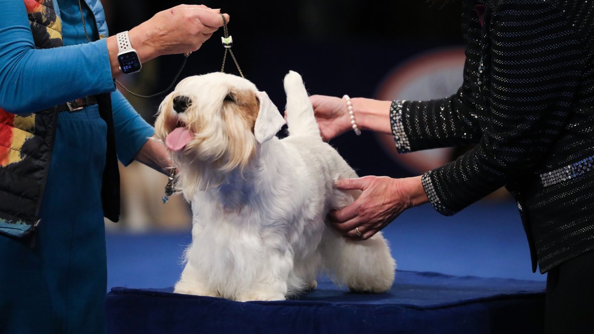 Meet Stache, the winner of the 2023 National Dog Show NBC4 Washington
