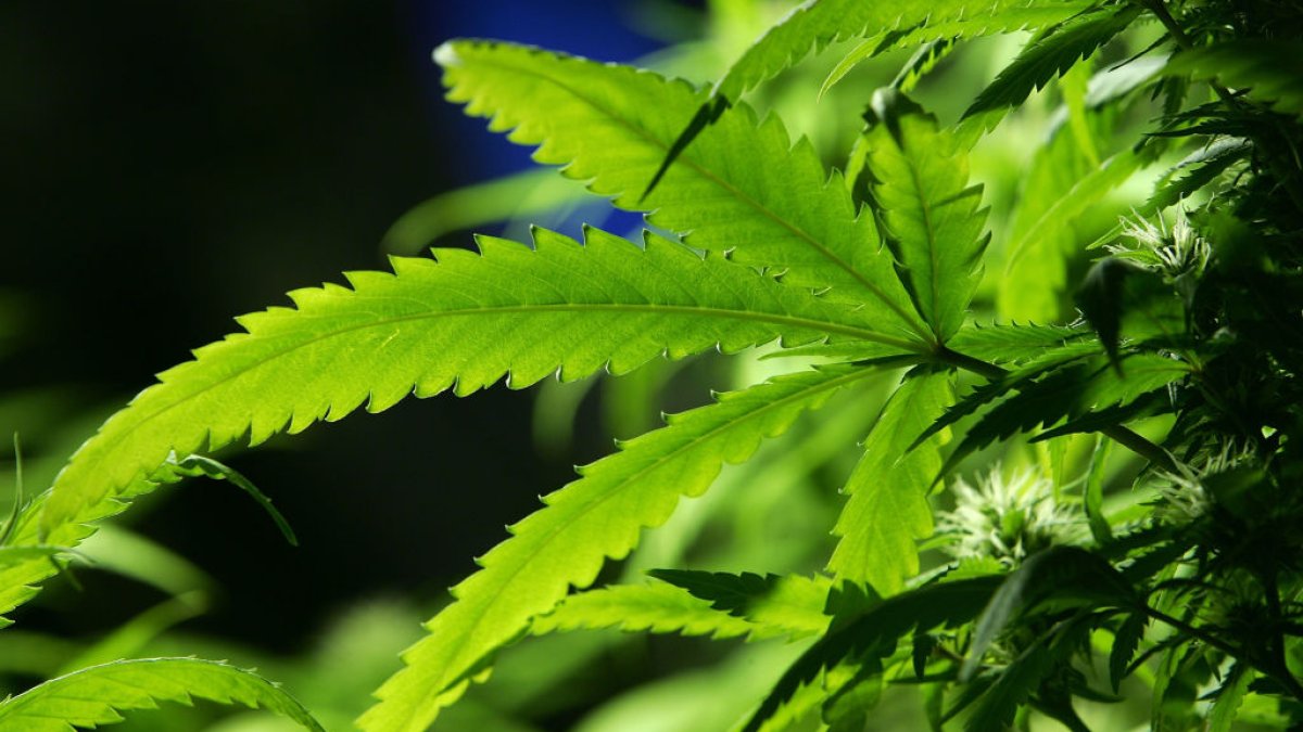 Ohio legalizes recreational marijuana for adults – NBC4 Washington - Vimarsana News