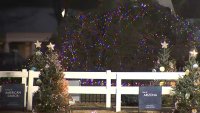 Wind topples National Christmas Tree in Washington, DC