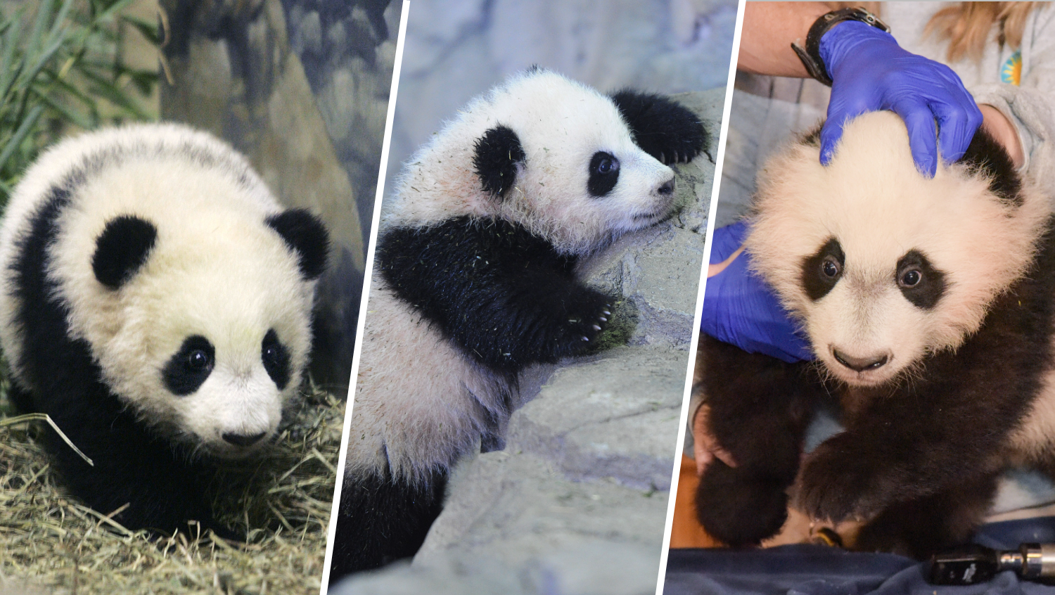 Want to meet a panda? Here's where you can find them besides China
