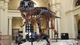 FILE – In this Feb. 5, 2018, photo, Garth Dallman, center, and Bill Kouchie, right, both from the dinosaur restoration firm Research Casting International, Ltd., begin the of dismantling Sue, the Tyrannosaurus rex, on display at Chicago’s Field Museum. For years, the the massive mostly-intact dinosaur skeleton that came to be known as Sue the T-rex was at the center of a legal battle. The latest dispute involves who inherits what’s left of the money created by the sale of Sue. (AP Photo/Teresa Crawford, file)