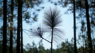 A longleaf pine tree