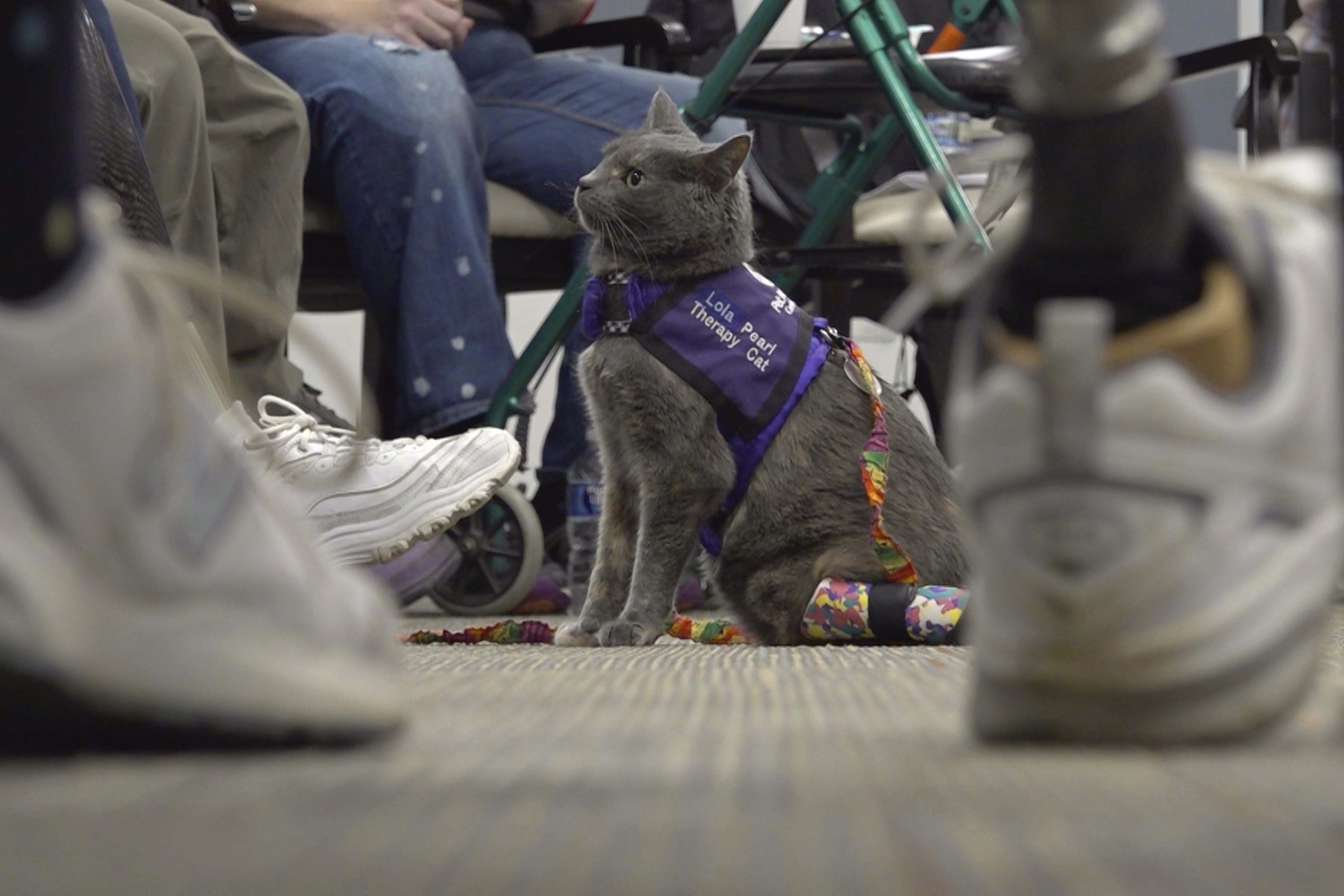 Cat and owner share amputee journey; help others through animal therapy – NBC4 Washington - Vimarsana News