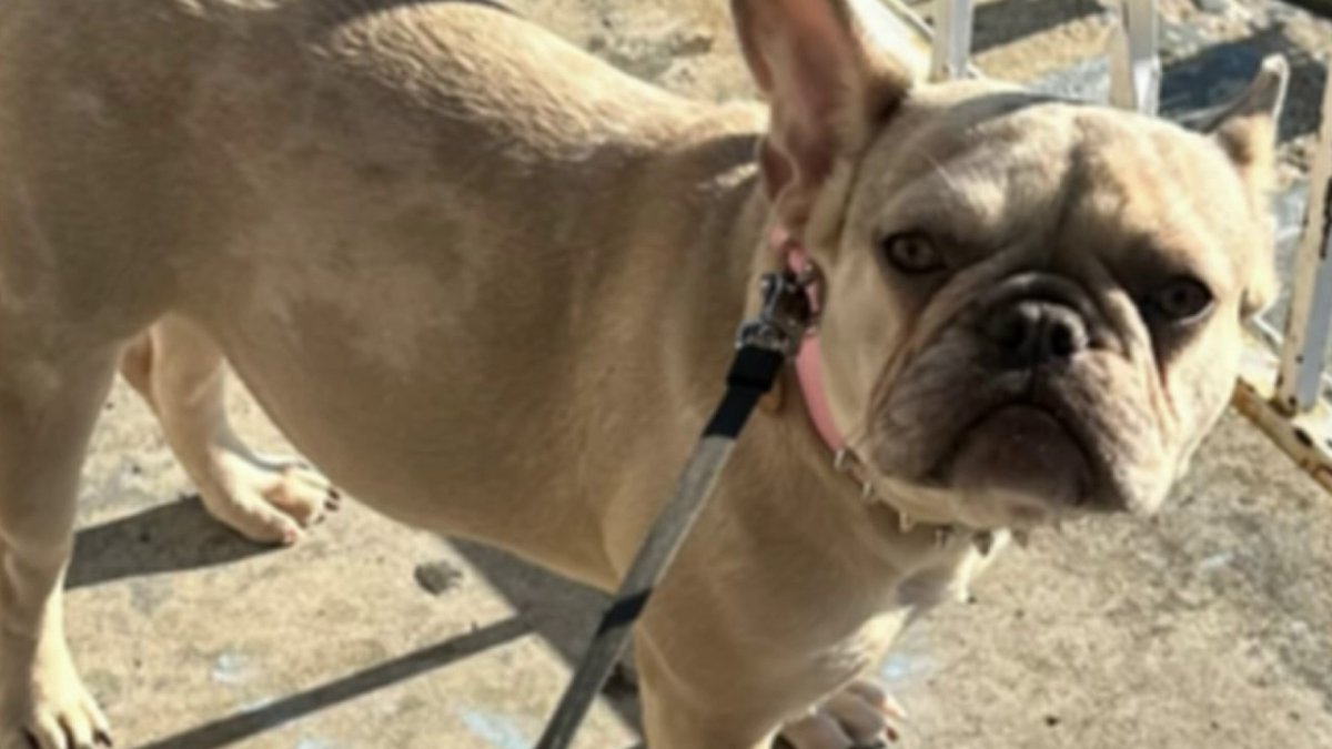 Stolen French bulldog found safe, will be reunited with owner NBC4