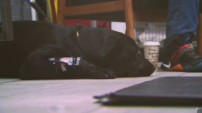 Dog needs expensive surgery after being shot in Southwest DC