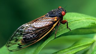 Periodical Cicada, Adult, Magicicada spp. Requires 17 years to complete development. Nymph splits its skin, and transforms into an adult. Feeds on sap of tree roots. Northern Illinois Brood. This brood is the largest emergence of cicadas anywhere