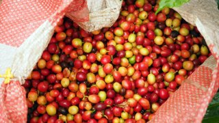 Coffee beans in Colombia. The production of coffee has a number of specific processes, and requires land, water and energy.