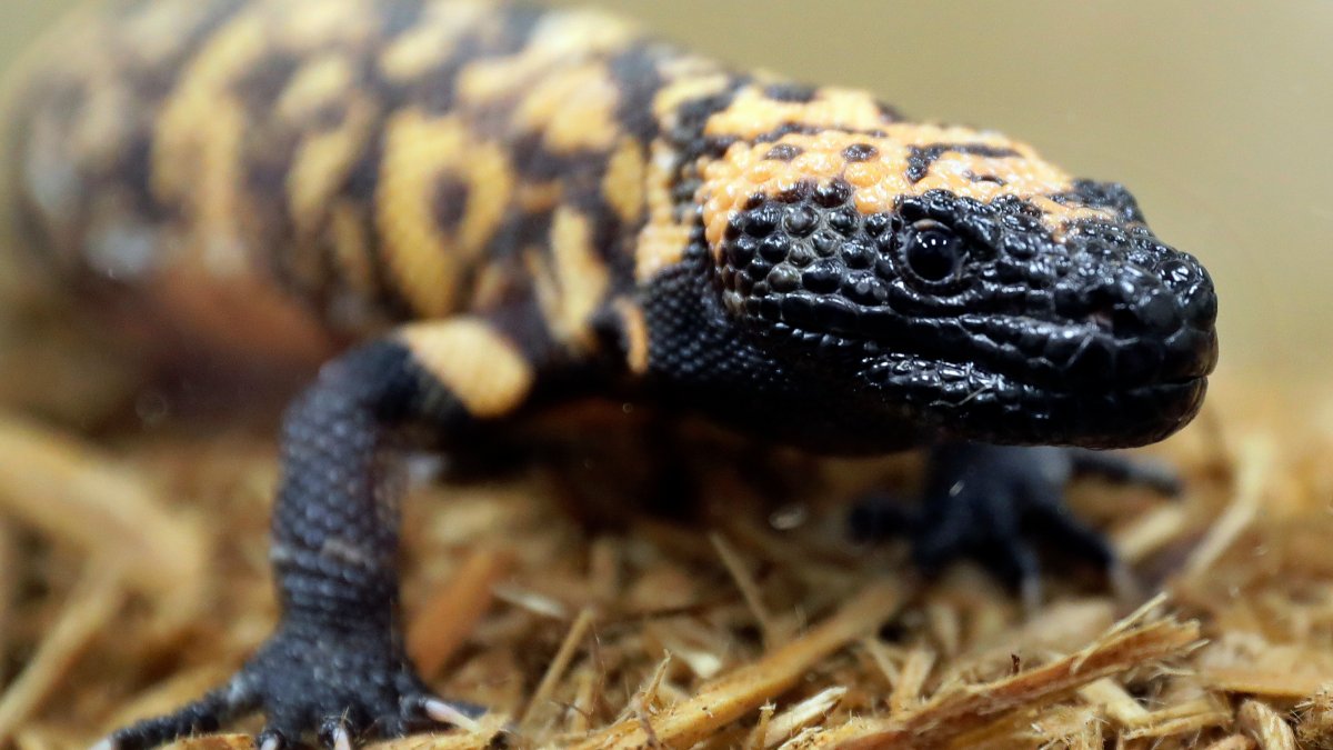 Colorado man dead after pet Gila monster bite – NBC4 Washington - Vimarsana News