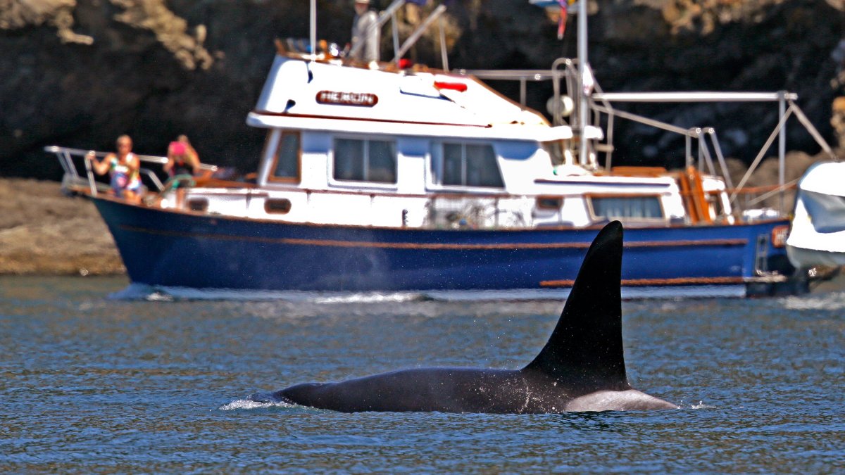 Coast Guard launch boat alert program to protect whales in Seattle – NBC4 Washington - Vimarsana News