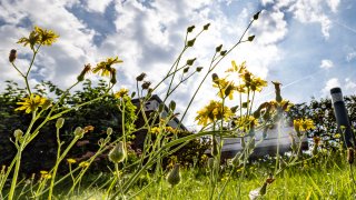 Dandelions to replace rubber