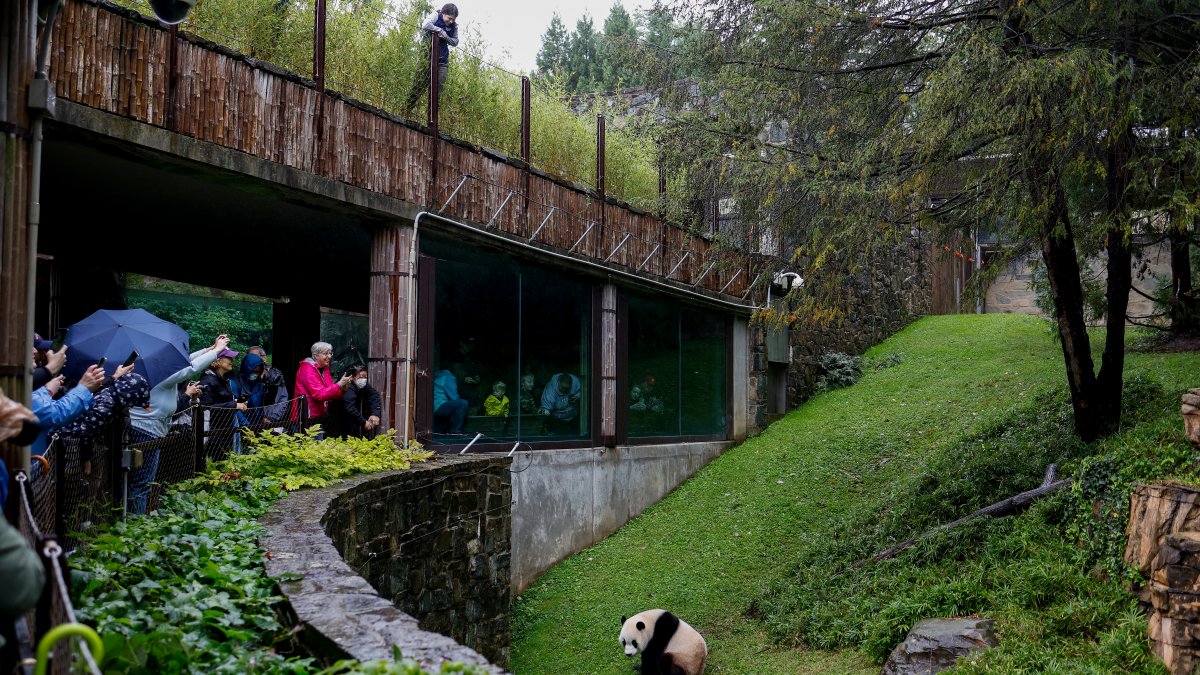 新希望？ 国家动物园与中国保护组织就新大熊猫进行谈判 – NBC4 Washington