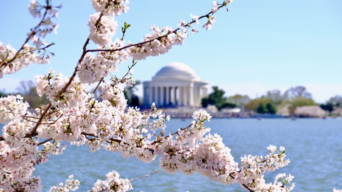 DC Cherry Blossom Peak Bloom Dates For 2024 Revealed NBC4 Washington   Cherry Blossom Tidal Basin Downloaded March 2024 GettyImages 1249564954 