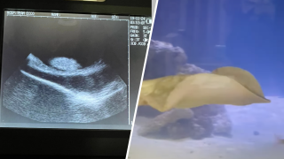 A stingray’s mystery pregnancy in North Carolina is puzzling researchers.