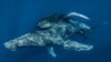 Humpback whales photographed having sex — and gay sex — for the first time