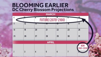 Cherry blossoms bloom earlier as climate warms