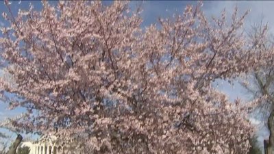 DC cherry blossoms hit peak bloom