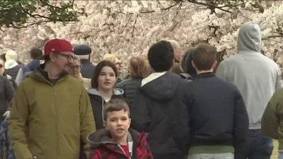National Cherry Blossom Festival 2024 officially kicks off despite gloomy weather