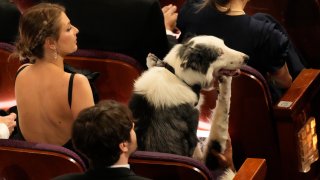 Messi - the celebrity dog - Oscars 2024