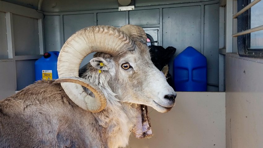 Photo provided by the Montana Fish Wildlife and Parks, shows a sheep that was part of unlawful scheme to create hybrid species of wild sheep for sale to hunting preserves in Texas.