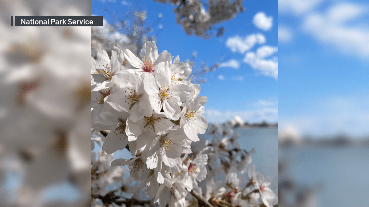 DC cherry blossoms reach peak bloom NBC4 Washington