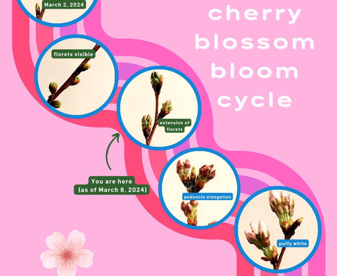 Cherry blossoms reach 3rd of 6 stages toward peak bloom – NBC4 Washington