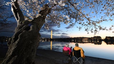 Fastest cherry blossom bloom cycle on record