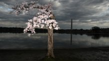 WASHINGTON, DC - MARCH 17: Cherry blossoms bloom on a tree nicknamed "Stumpy" as it's seen along the Tidal Basin on Sunday March 17, 2024 in Washington, DC. (Photo by Matt McClain/The Washington Post via Getty Images)