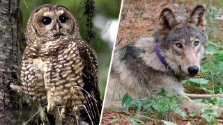 FILE - (L) A Northern Spotted Owl in the Deschutes National Forest near Camp Sherman, Ore. (R) A protected gray wolf (OR-93), seen near Yosemite, Calif.
