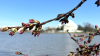 Cherry blossom watch: DC's cherry trees reach blooming phase 4 of 6