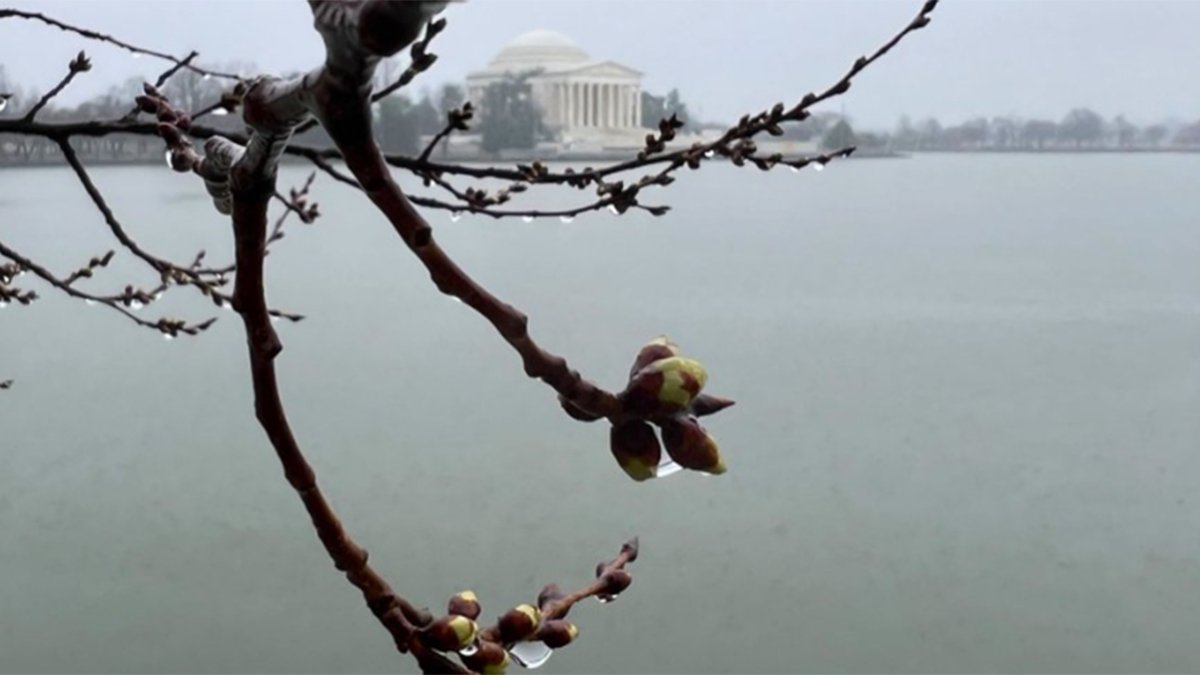 DC cherry trees reach 1st of 6 stages toward peak bloom NBC4 Washington