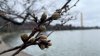 Blossom Watch: DC cherry trees reach 2nd of 6 stages toward peak bloom