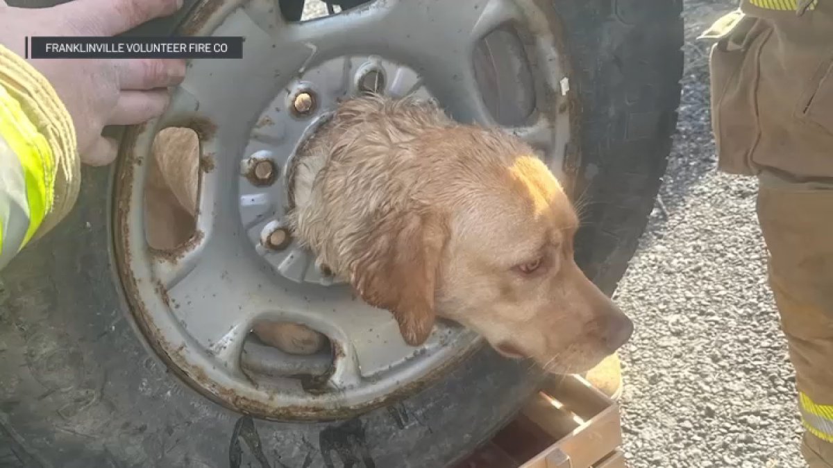 Dog rescued in South Jersey after getting head stuck in tire rim – NBC4 ...