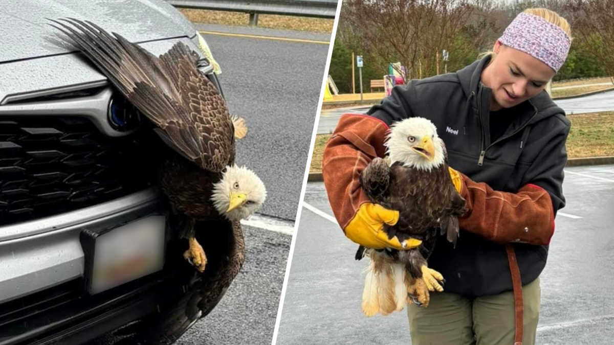 Bald eagle stuck in car grill rescued in Maryland – NBC4 Washington