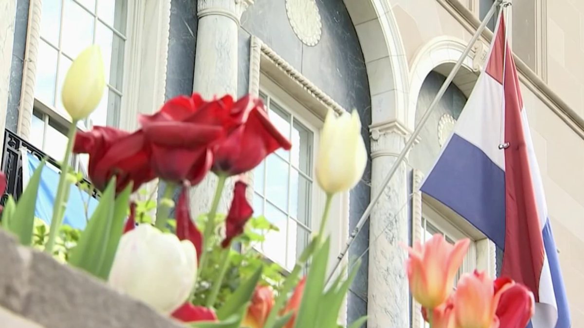 Dutch Tulip Days bloeit met duizenden bloemen in DC – NBC4 Washington