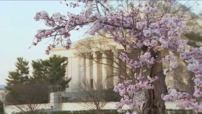 Japan gifting 250 new cherry trees to DC